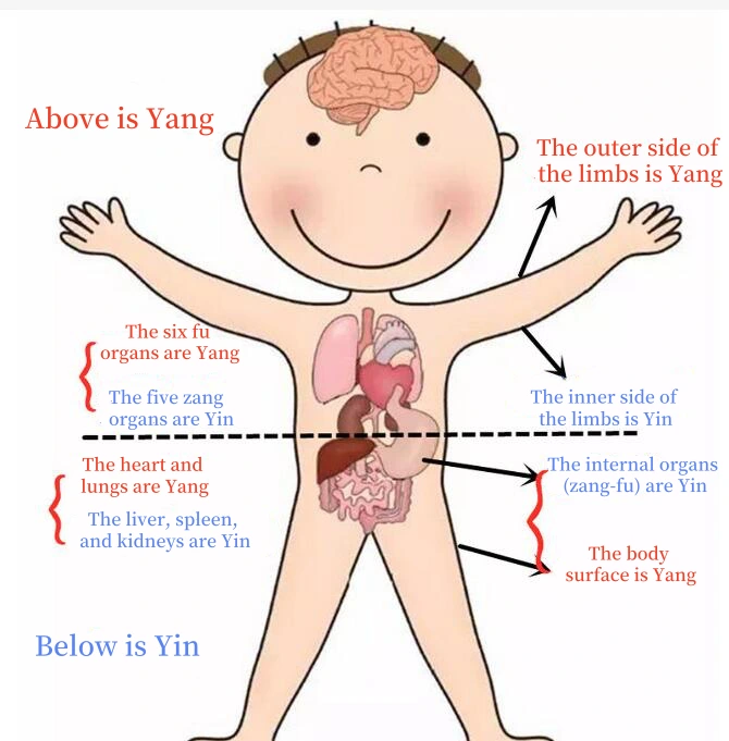A child anatomy illustration showing the Yin and Yang distribution in Traditional Chinese Medicine, with labeled organs and body areas indicating yin or yang characteristics.